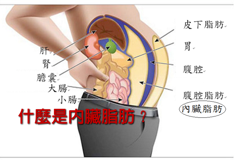 什麼是內臟脂肪？