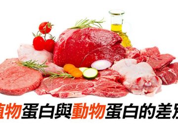 【ACE文章精選-植物性蛋白和動物性蛋白有什麼不一樣？】